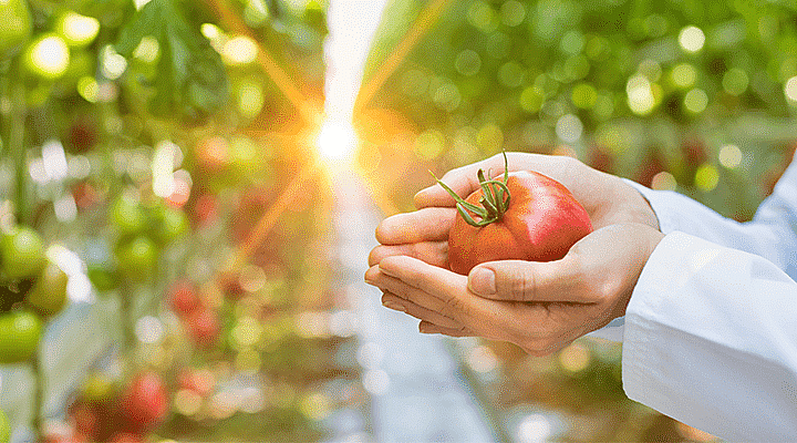 GRA-720x400-tomato-hand-greenhouse