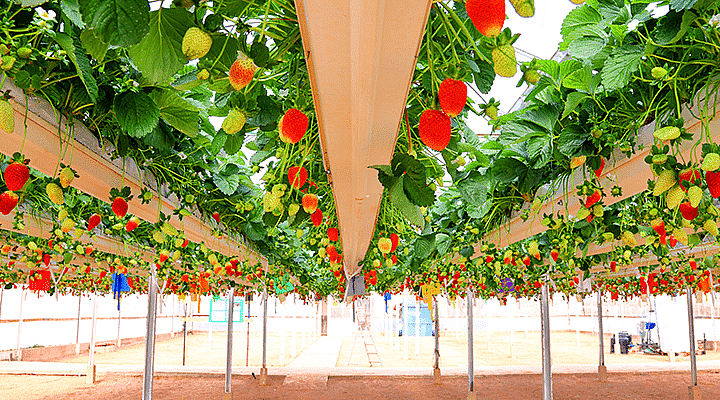 GRA-berries-720x400