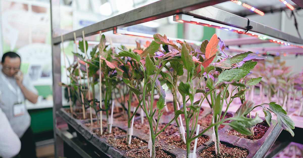 Plants under rose lamps