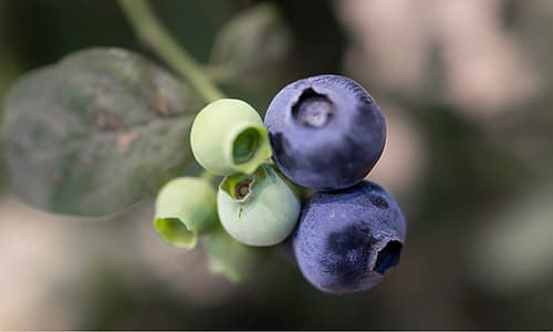 Blueberries