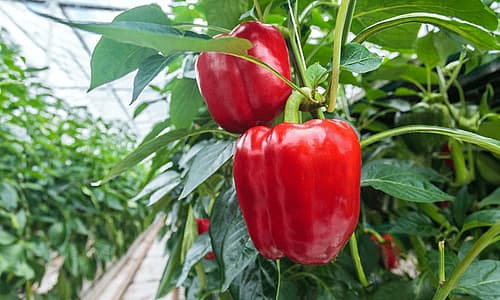 Pepper in a greenhouse