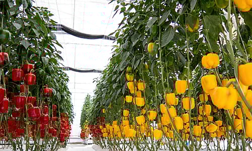 Greenhouse peppers