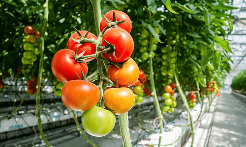 Tomato