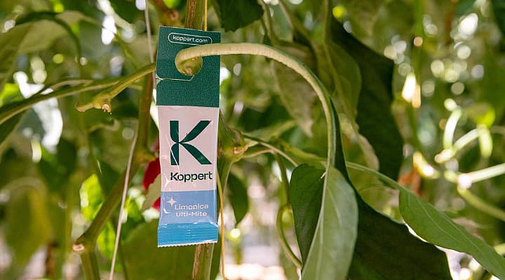 Koppert