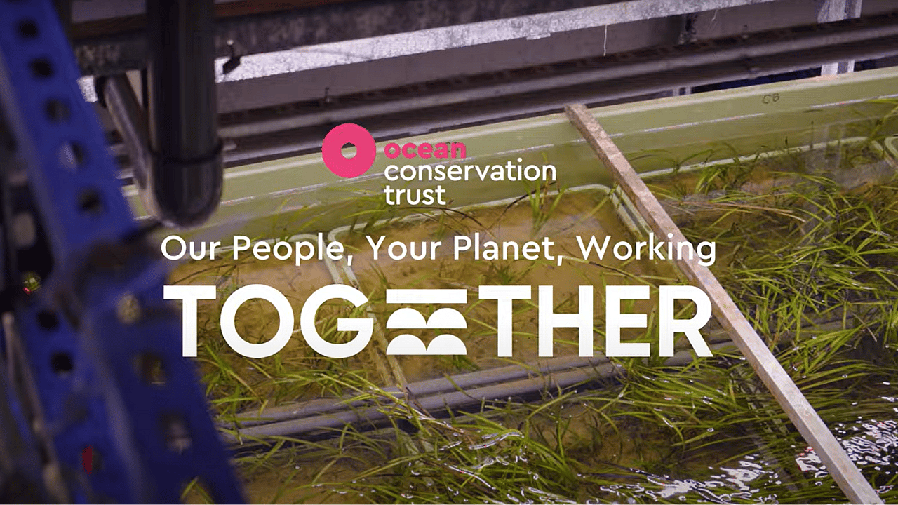 Ocean-conservation-trust-thumbnail